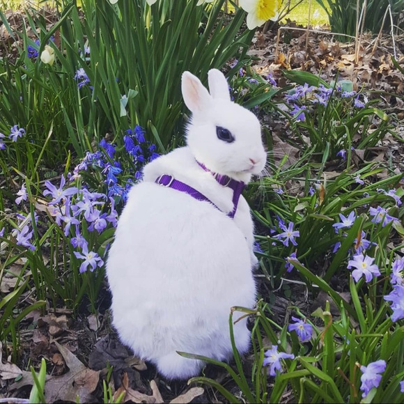 Meet your Posher, Amelia - Picture 4 of 13